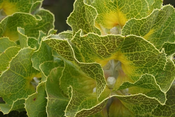 hakea leaves